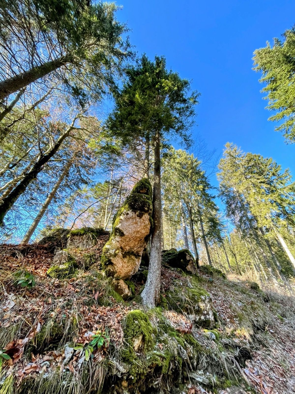 Dražgoška gora in Britmanca