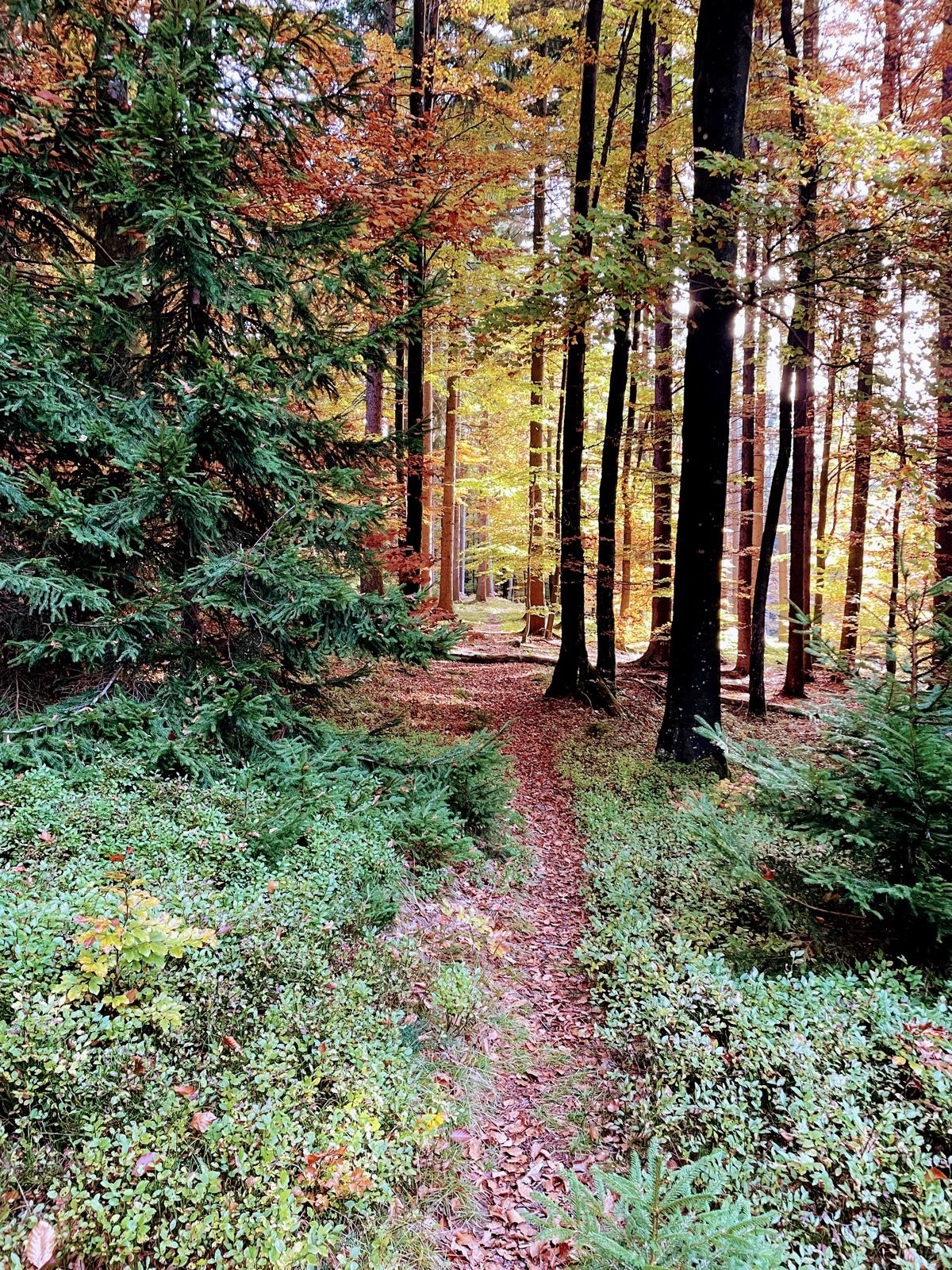 Gabrška gora mimo Medvedovega vrha